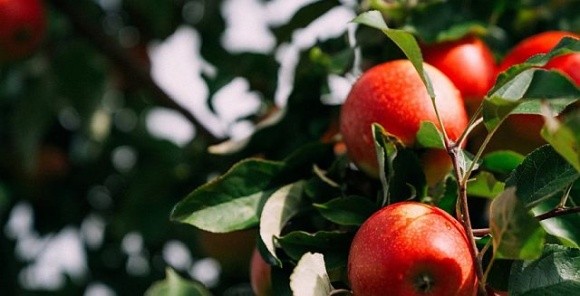 Ірак вийшов на четверте місце серед покупців українських яблук фото, ілюстрація