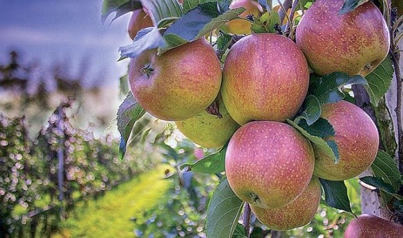 Іран обмежив експорт яблук: його місце може зайняти Україна фото, ілюстрація