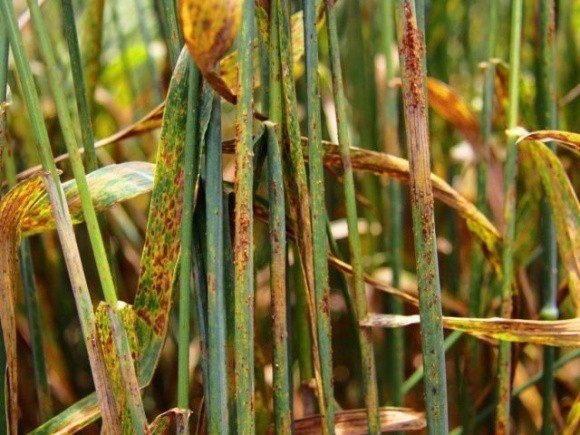 Австралийские ученые совершили прорыв в выведении пшеницы, устойчивой к ржавчине фото, иллюстрация