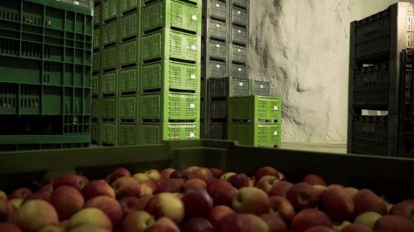 Італійські фермери зберігають яблука в печерах фото, ілюстрація