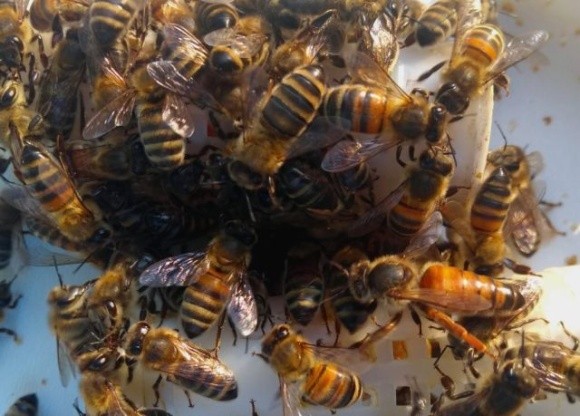 У Британії можуть знищити 15 мільйонів італійських бджіл через нові закони фото, ілюстрація