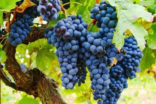 Надмірна кількість сортів гальмує розвиток вітчизняного виноградарства фото, ілюстрація