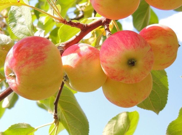 Український експорт яблук 2018 року досяг рекордних обсягів фото, ілюстрація