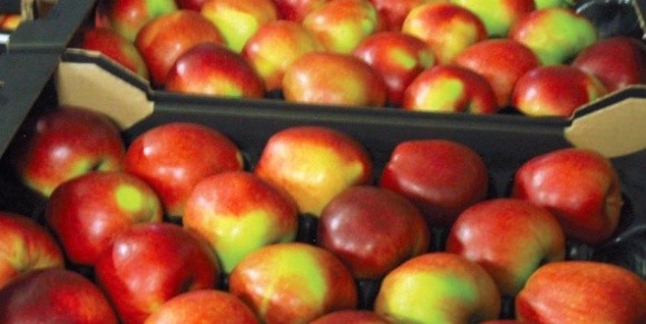 Польські садівники підвищують ціни на промислове яблуко фото, ілюстрація