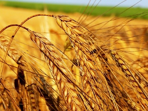 Рекордний врожай зернових підвищив ВВП в Україні до максимального рівня за 7 років фото, ілюстрація