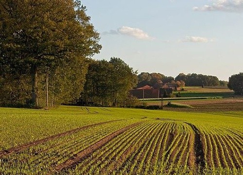 У 2018 році усі великі сільськогосподарські підприємства були прибутковими, – Інститут аграрної економіки фото, ілюстрація