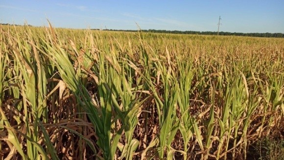 Ріпаку цього року не буде, а кукурудза слабка, — Укргідрометцентр фото, ілюстрація