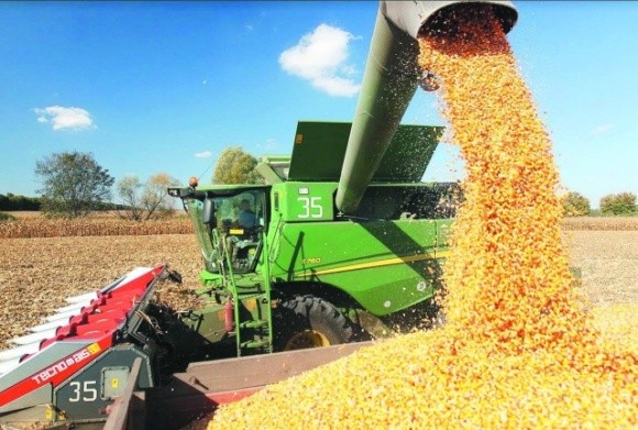 В Україні розпочалося збирання кукурудзи та сої фото, ілюстрація