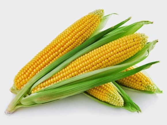99% вітчизняного експорту насіння становить кукурудза фото, ілюстрація
