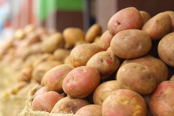 Відсутність експорту знижує ціни на українську картоплю фото, ілюстрація