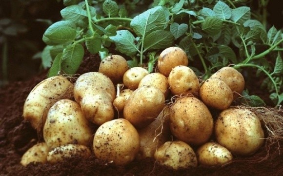 Через затоплення на Західній Україні зростуть ціни на картоплю — прогноз фото, ілюстрація