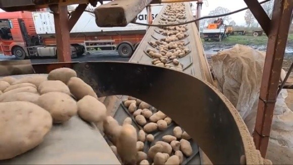 Польські фермери готові утилізувати тисячі тонн непроданої картоплі фото, ілюстрація
