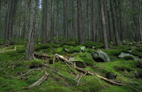 Українські ліси всихають фото, ілюстрація