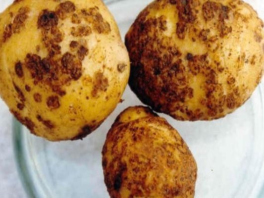 На Івано-Франківщині виявили на полях заражену картоплю фото, ілюстрація