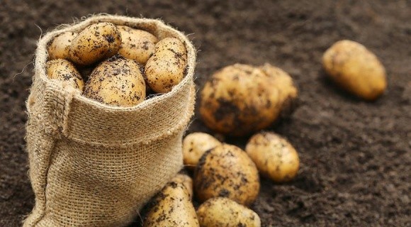 Solynta представила сорта не-ГМО картофеля, устойчивого к фитофторе фото, иллюстрация