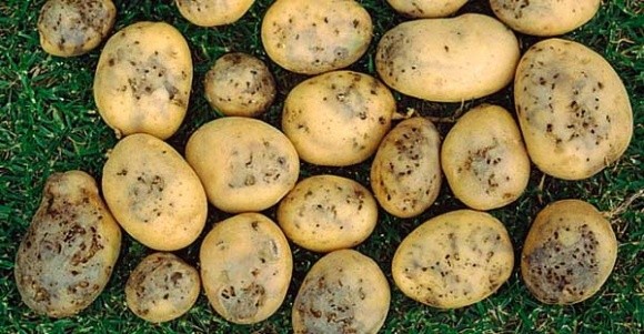 На Херсонщині введено карантин через поширення картопляної молі фото, ілюстрація