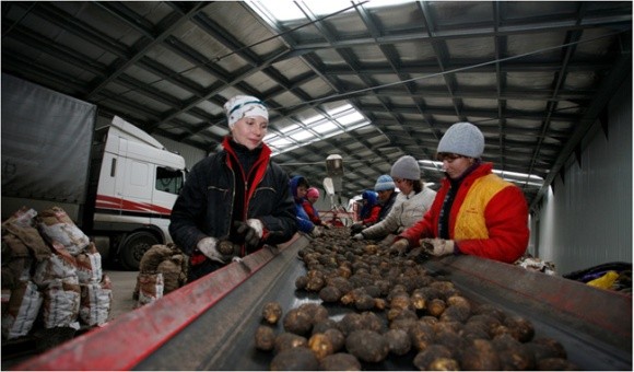 Дніпропетровщина завершила збирання картоплі фото, ілюстрація