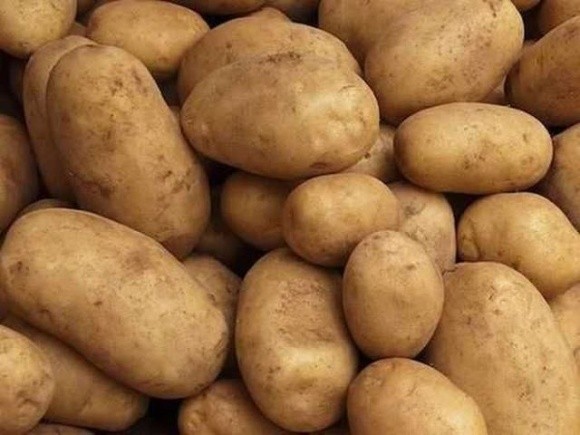 Виведено український сорт картоплі з урожайністю 100 тонн/га фото, ілюстрація