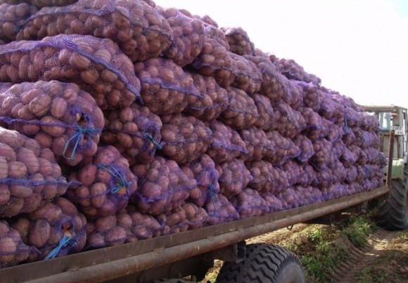 Ріст цін на українську картоплю призведе до збільшення її імпорту фото, ілюстрація