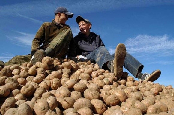 Дефіцит картоплі та патова ситуація з яблуками, - Ярмак фото, ілюстрація