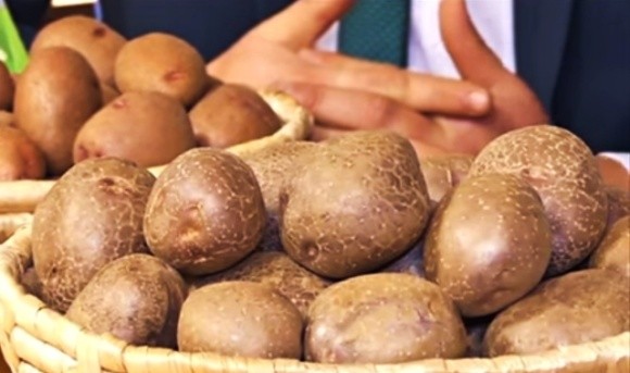 Українські селекціонери презентували «містичний» сорт картоплі фото, ілюстрація