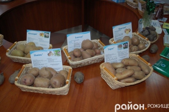 На Волині науковці презентували сортову картоплю та готові поділитися насінням фото, ілюстрація