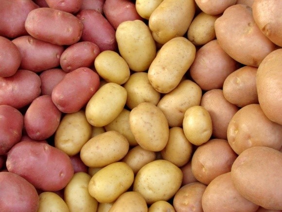 Перспективні ніші для вирощування картоплі фото, ілюстрація