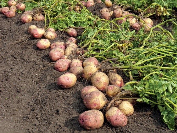 Отрицательная рентабельность производства картофеля составила 3,2% фото, иллюстрация