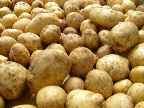 За період зберігання картопля в Україні подешевшала в 1,5 раза фото, ілюстрація