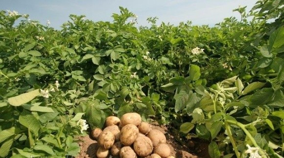 Учені вивели картоплю, здатну протистояти викликам природи фото, ілюстрація