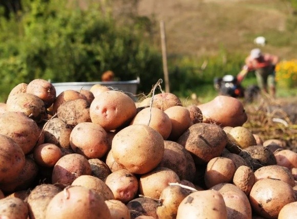 Українські фермери назвали ціну на картоплю після завершення збирального сезону фото, ілюстрація