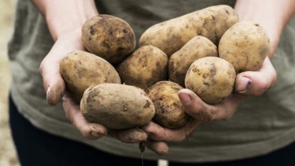 Картопля має бути, — головний фермер Рівненщини фото, ілюстрація