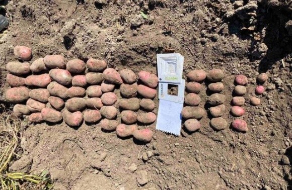 Українські селекціонери створили новий сорт картоплі фото, ілюстрація