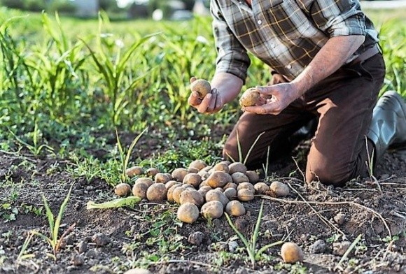 Хто більше посадив, той більше втратив — доля картоплярів на Новгород-Сіверщині фото, ілюстрація