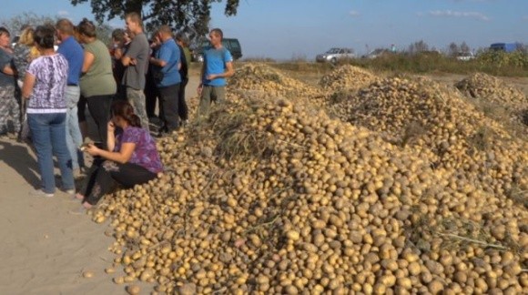 Вивезли 15 машин з картоплею: на Львівщині невідомі збирають врожай фермерів фото, ілюстрація