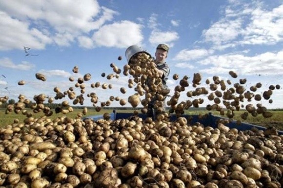 Взимку буде дефицит картоплі і в РФ, і в Україні фото, ілюстрація