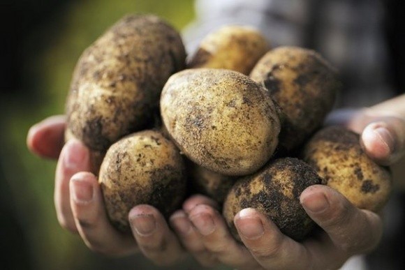 В Україні дорожчає картопля фото, ілюстрація
