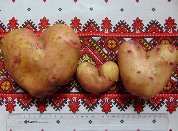 На Херсонщині виростили "закохану" картоплю фото, ілюстрація