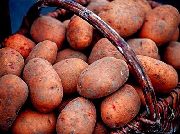 Україна збільшила імпорт картоплі в 5,6 рази фото, ілюстрація
