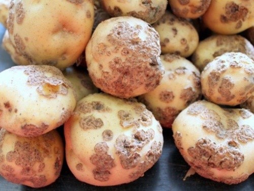 У Чернівецькій області виявлено рак картоплі фото, ілюстрація