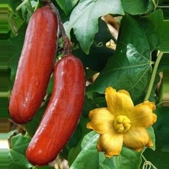 Одеський фермер навчився вирощувати бразилійські фрукти кассабанани фото, ілюстрація