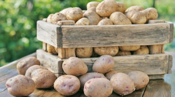 Агролайфхак: як правильно зберігати картоплю фото, ілюстрація