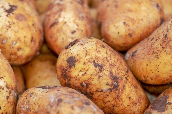Фермерів США попередили про нову хворобу картоплі фото, ілюстрація