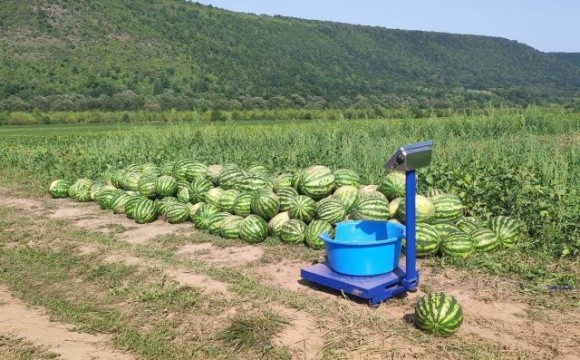 На Прикарпатті експериментують з кавунами фото, ілюстрація