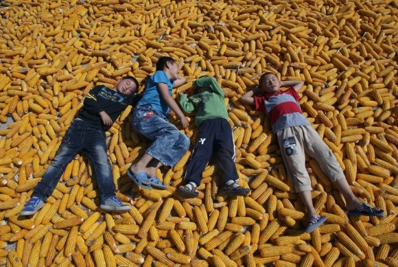 Кенія вперше за кілька років імпортує українську кукурудзу фото, ілюстрація