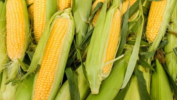 Кенія закупить в Україні кукурудзу без ГМО, а Кот-д'Івуара - цукор фото, ілюстрація