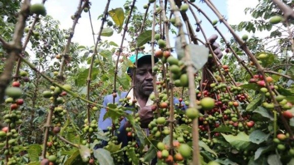 Криптовалютний бум у Кенії: чому місцеві фермери надають перевагу цифровим монетам фото, ілюстрація