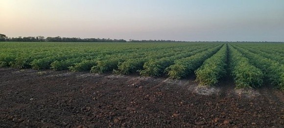 Кілійське МУВГ вже забезпечило зрошення 7043 га сільськогосподарських культур фото, ілюстрація