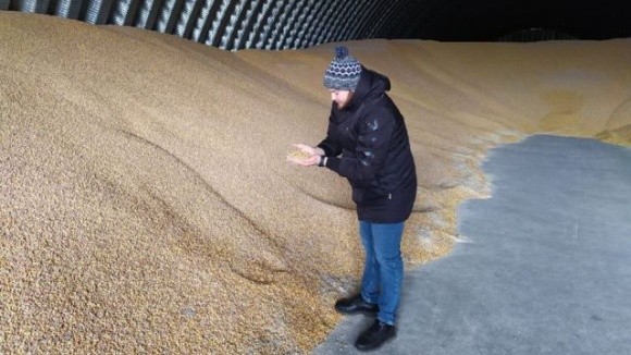 Фермери Кіровоградщини закінчують збирати кукурудзу, але продавати її не поспішають фото, ілюстрація
