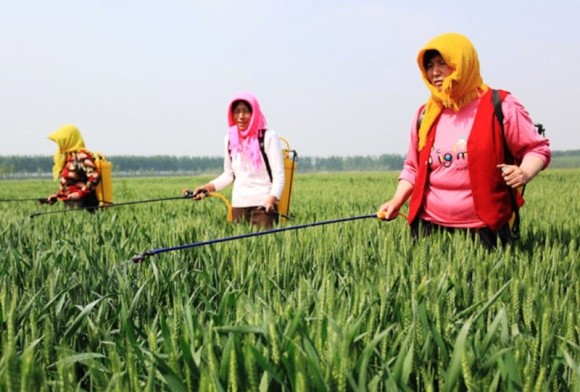 Виробництво пестицидів у Китаї продовжує знижуватися фото, ілюстрація